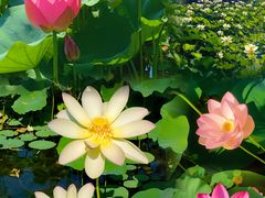 -莲花池公园