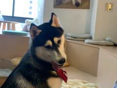 -Husky Go! 哈士奇体验馆·宠物咖啡厅狗咖