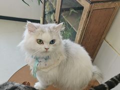 -共舞时光猫咖·狗咖(新街口店)