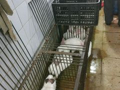 大堂-温江公平红烧兔(总店)