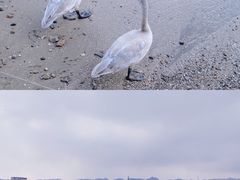 -烟墩角天鹅湖