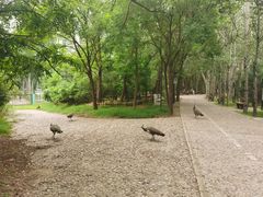 -北京麋鹿生态实验中心