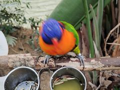 -南宫五洲植物乐园