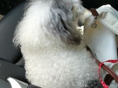 -PETKIT小佩宠物(古北店)