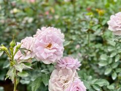 -人民公园(罗湖区)