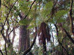 -怀托摩萤火虫洞