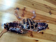 -四川人郑霞海鲜