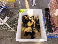 -中环花鸟鱼虫市场