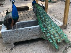 -长白岛森林公园