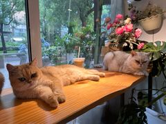 -李小姐の猫咖啡馆(五角场店)