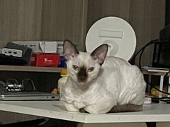 -艾贝尔宠物医院·24H转诊中心·肿瘤猫专科(江宁双龙店)