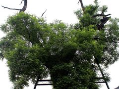 -老槐树煎包