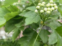 -定福家园幼儿园