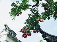 -艺圃