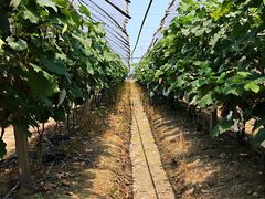 -马陆小张葡萄园农家乐