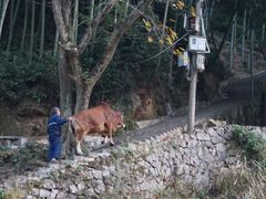 -林坑古村落