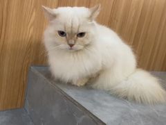 -山宅一喵德文卷毛猫舍