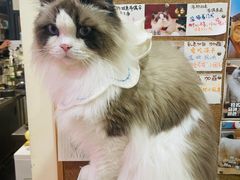 -滚猫咖啡·猫咖·猫友好撸猫(未来城店)