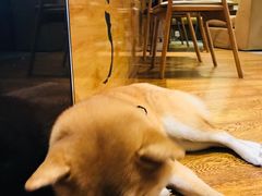 -柴务处·柴犬主题狗咖