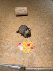 -酷嗒动物文化乐园(cutezoo西溪乐天城店)