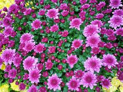 -菊花台公园
