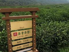 -中国茶叶博物馆(双峰馆区)