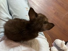 -楼上猫咖(罗湖店)