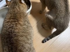 -御宝贝·A梦猫科宠物医院(国际猫友好医院)