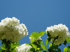-上海滨江森林公园