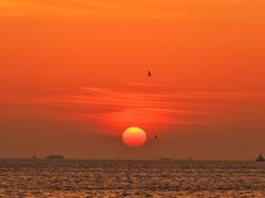 -上海吴淞炮台湾国家湿地公园