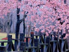 -顾村公园