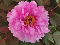 -洛阳市隋唐城遗址植物园