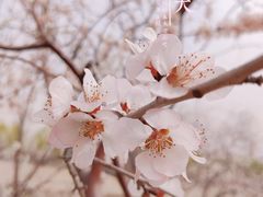 -桃花堤公园
