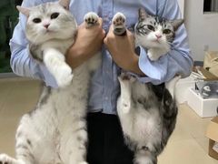 -屋虎猫馆(宝安大仟里店)