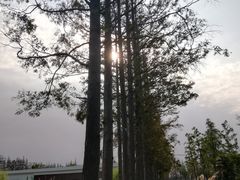 -上海长兴岛郊野公园