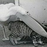 鹈鹕什么都吃的贪吃鸟