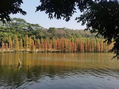 -三水森林公园
