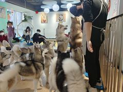 -Husky Go! 哈士奇体验馆·宠物咖啡厅狗咖