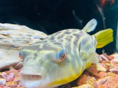 -上海海洋水族馆