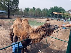 -秦皇岛野生动物园