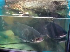 -全乐鱼馆·淳牌有机鱼直营店