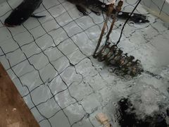 -金豆角砂锅焖面(安贞店)