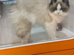 -三花喵·撸猫购宠·宠物生活馆(虹桥南丰城店)