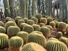 -南山植物园