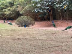 -深圳野生动物园