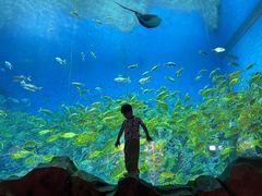 -芜湖新华联大白鲸海洋公园