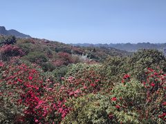 -贵州百里杜鹃风景名胜区
