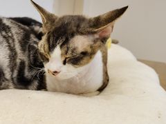 -有喵·猫咖·狗咖·30几只猫10只小狗(岗厦店)
