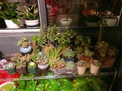 -秦美花卉(天朗·莱茵小城2期店)