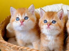 -翊宠yipet猫狗购宠庄园犬舍•猫舍